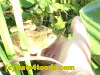 /home//u458753944/public_html/sourcegallery////Frogs/More bullfrogs/P8200308.JPG